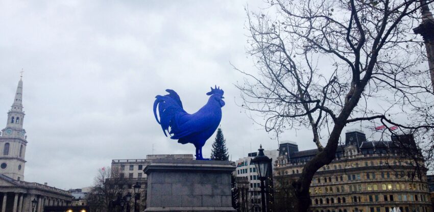 Gallo azul en Trafalgar